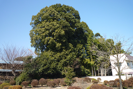 樹木の伐採